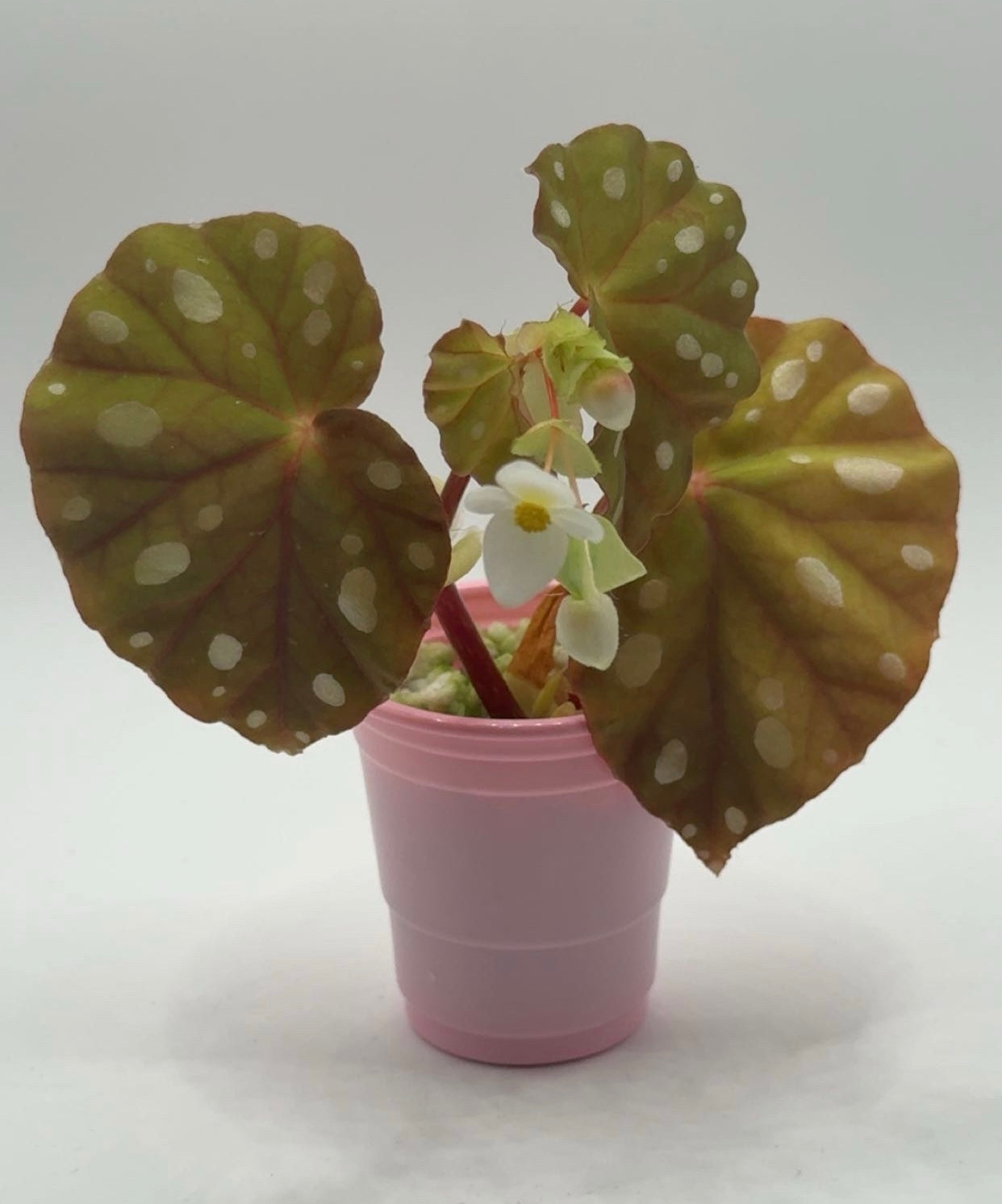 Begonia Jiewhoei