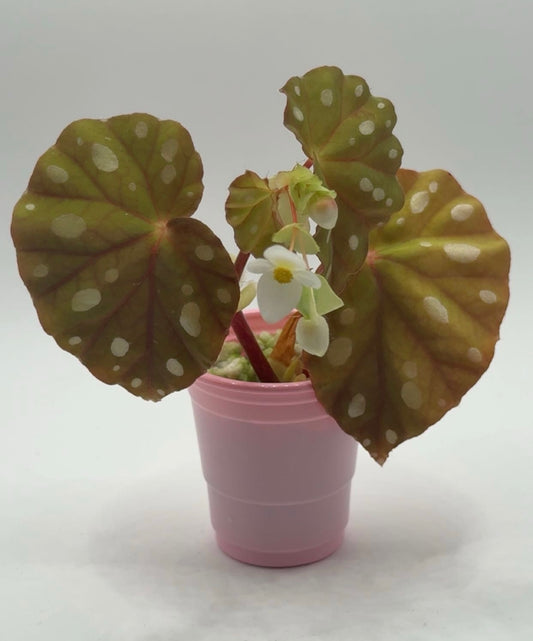 Begonia Jiewhoei