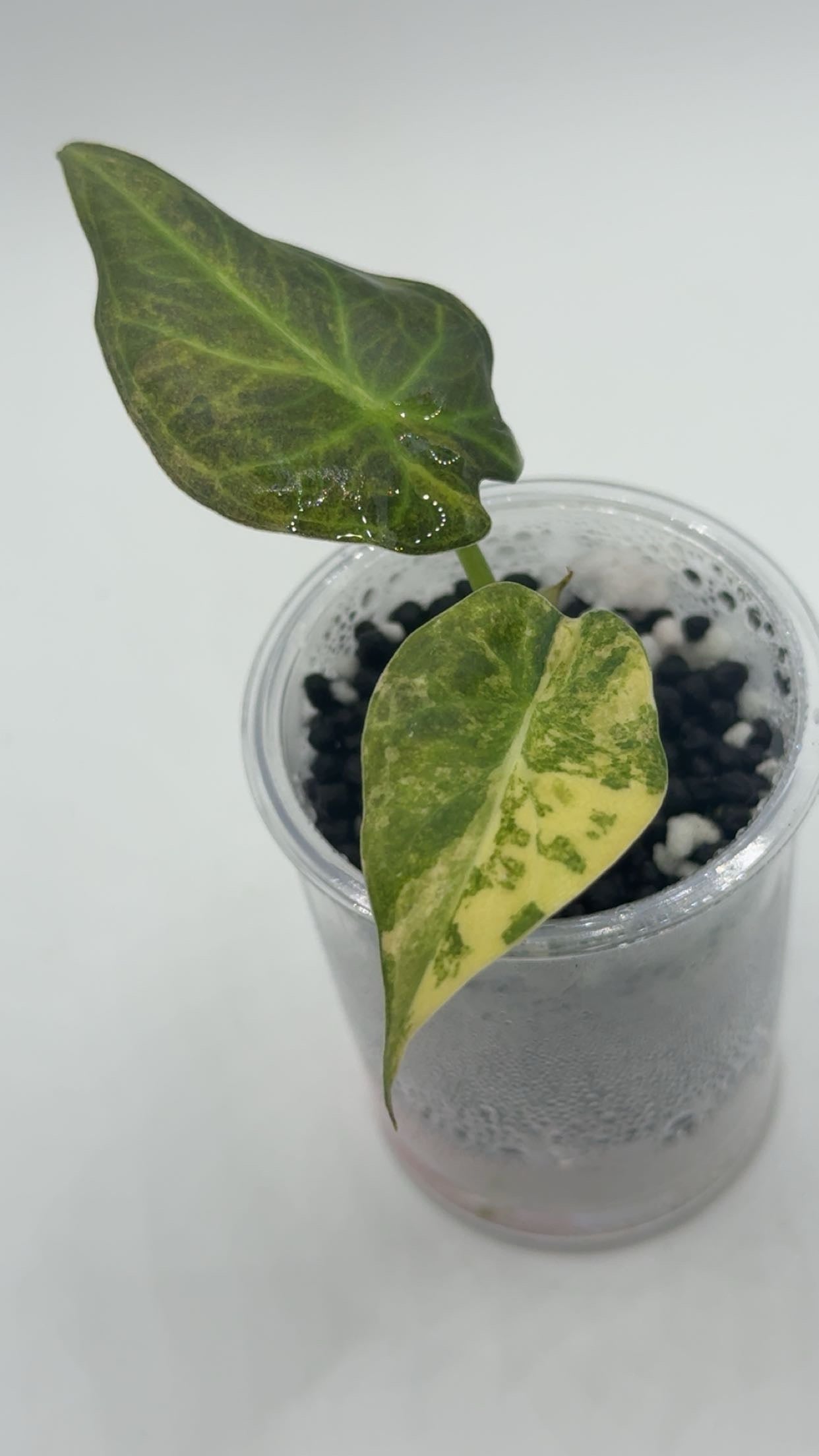 Alocasia Regal Shields Aurea