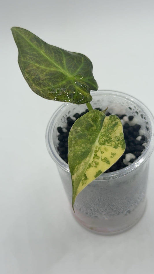 Alocasia Regal Shields Aurea