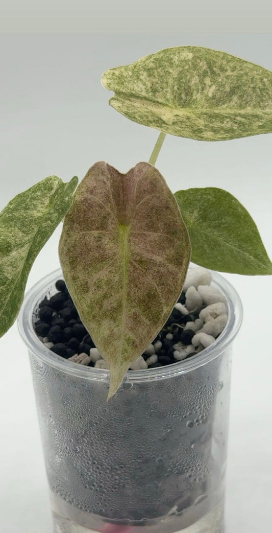 Alocasia Golden Bone Pink Marble