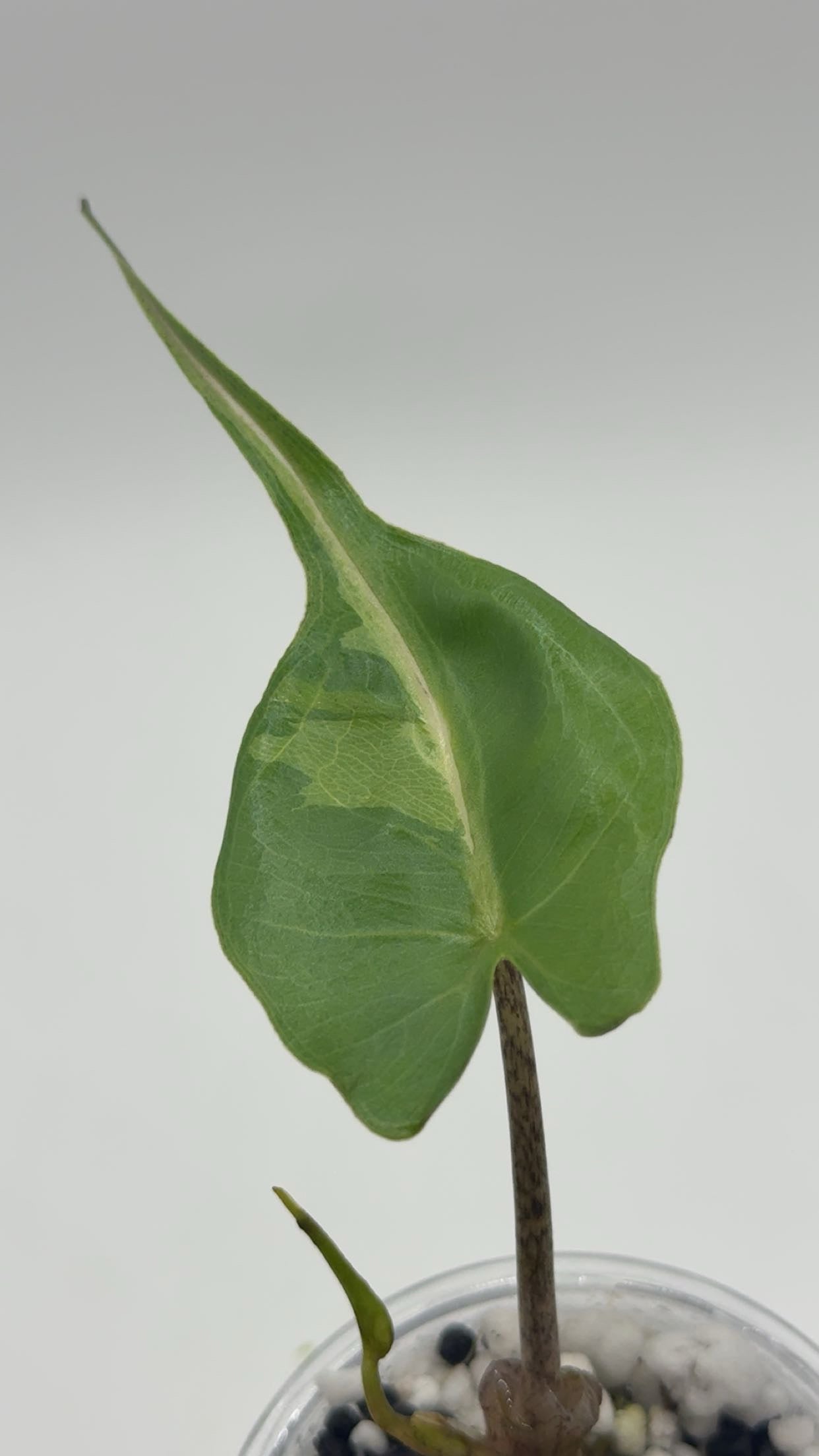 Alocasia Stingray Pink/Albo SPECIAL PRICE