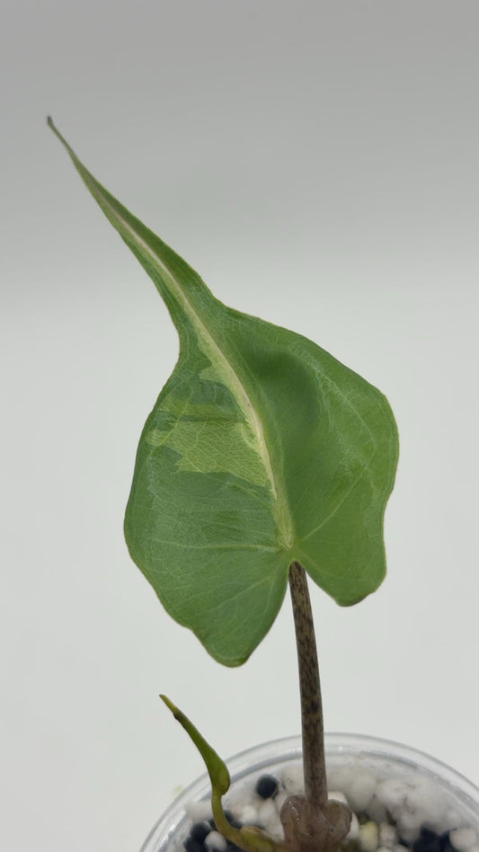 Alocasia Stingray Pink/Albo SPECIAL PRICE