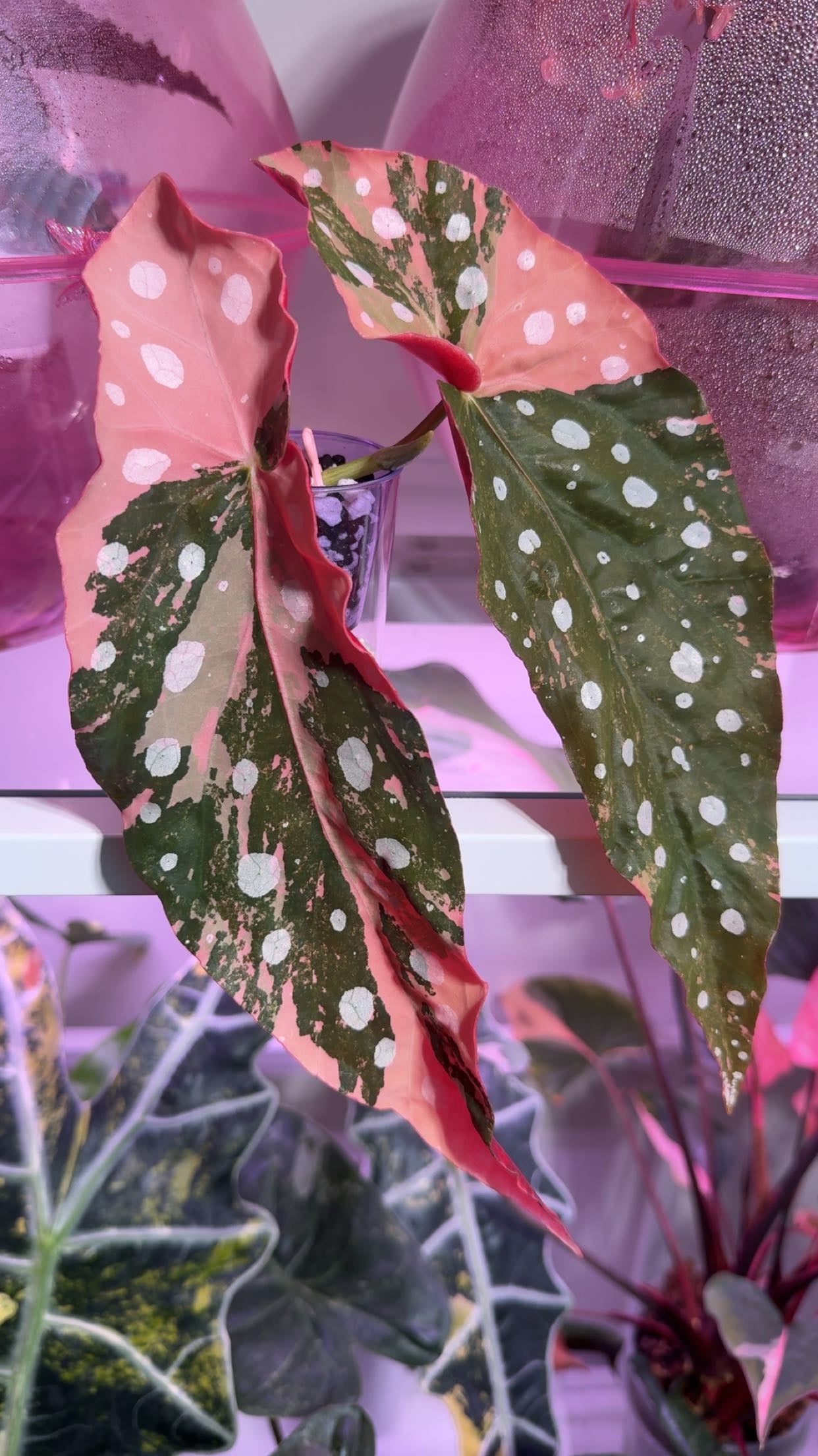 Begonia Maculata Pink Variegated High Color Top Cut