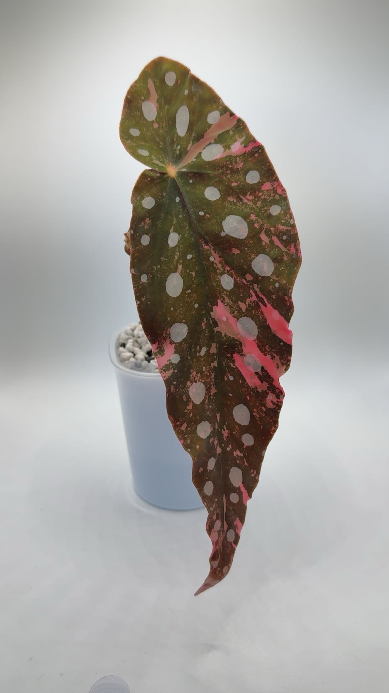 Begonia Maculata Pink Variegated SPECIAL PRICE