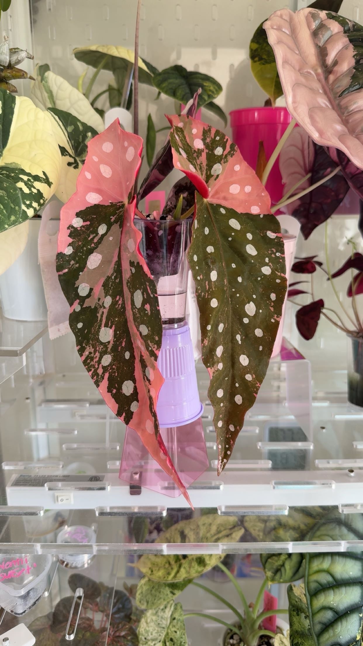 Begonia Maculata Pink Variegated High Color Top Cut