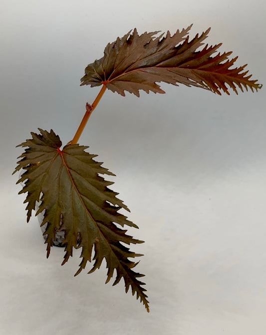 Begonia Sp. Miri Sarawak Borneo SPECIAL PRICE