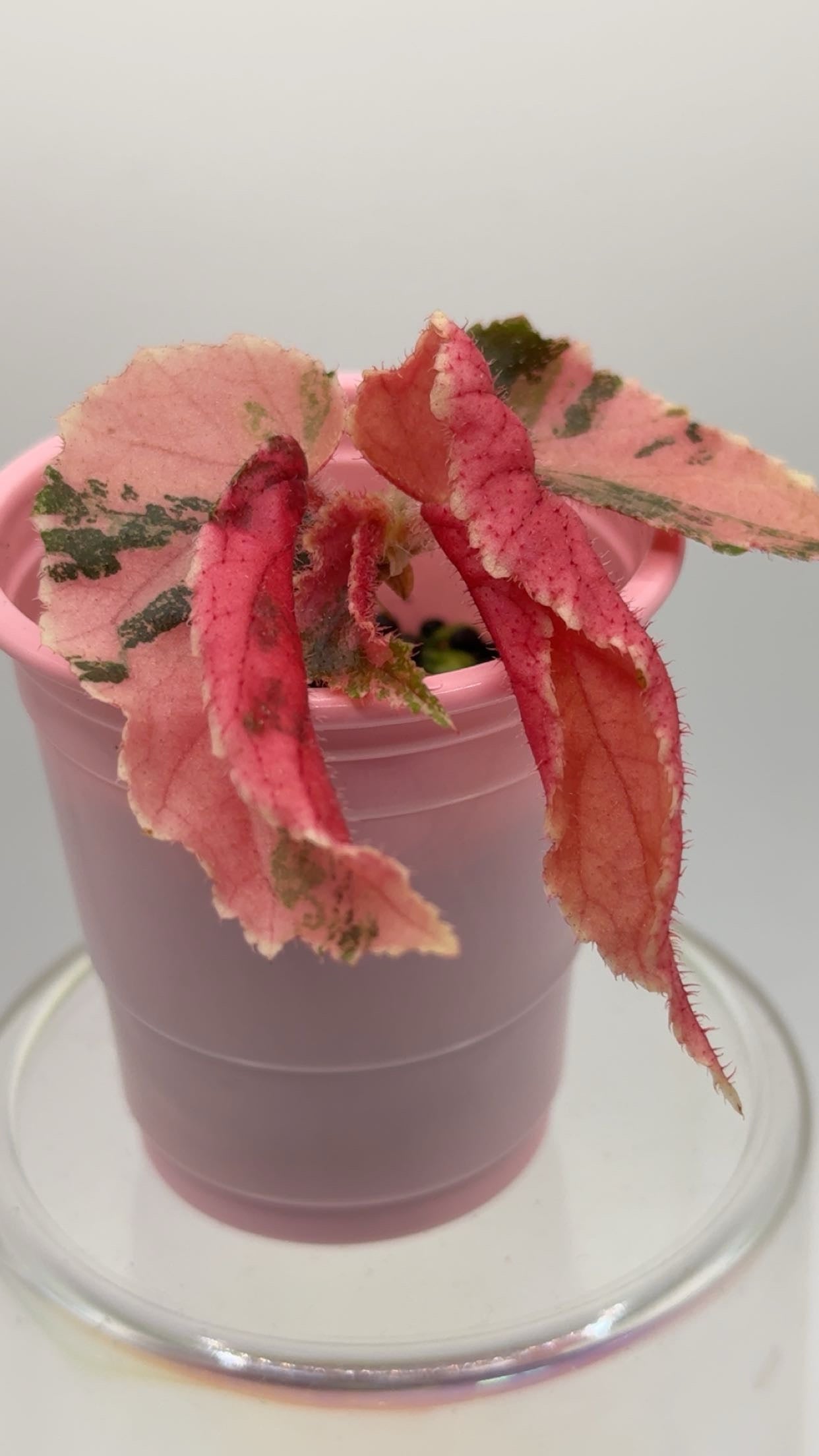 Begonia Ginny Galaxy SPECIAL PRICE