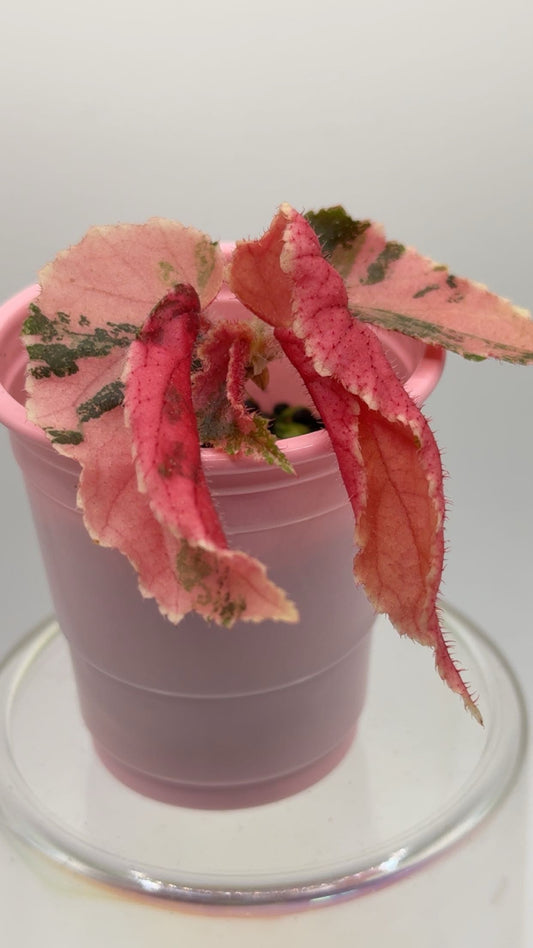 Begonia Ginny Galaxy SPECIAL PRICE