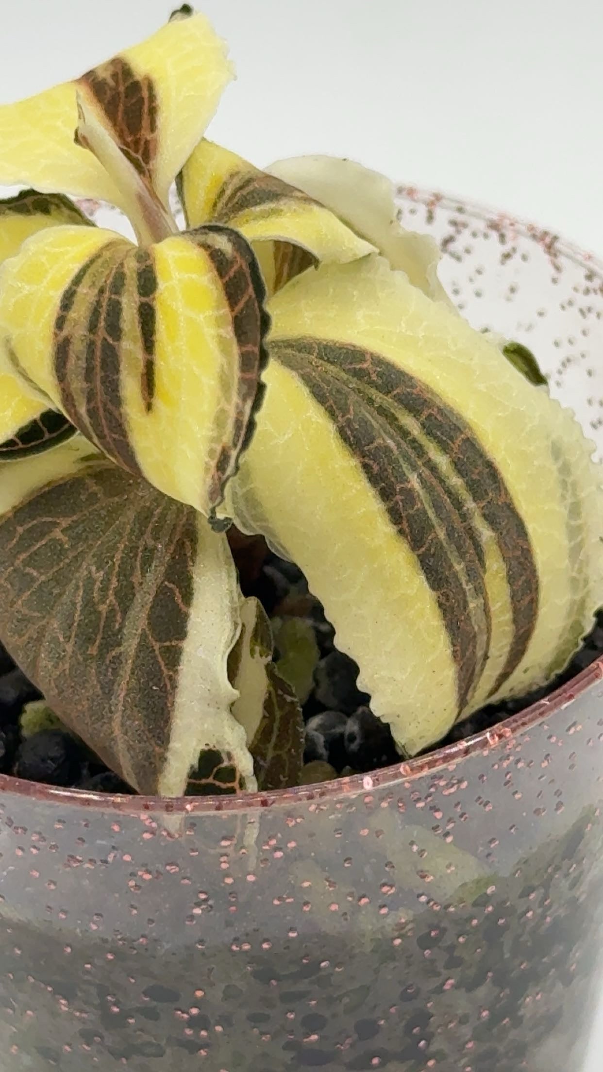 Anoectochilus Brevilabris Variegated Jewel Orchid