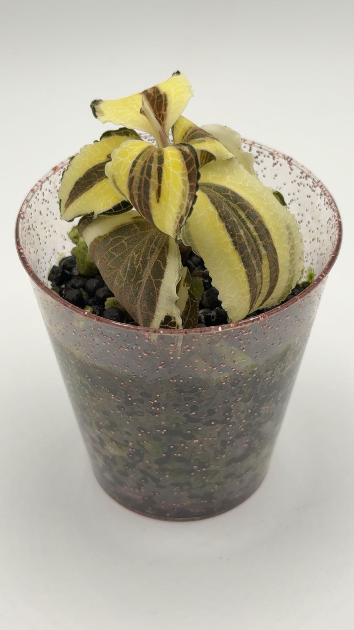 Anoectochilus Brevilabris Variegated Jewel Orchid