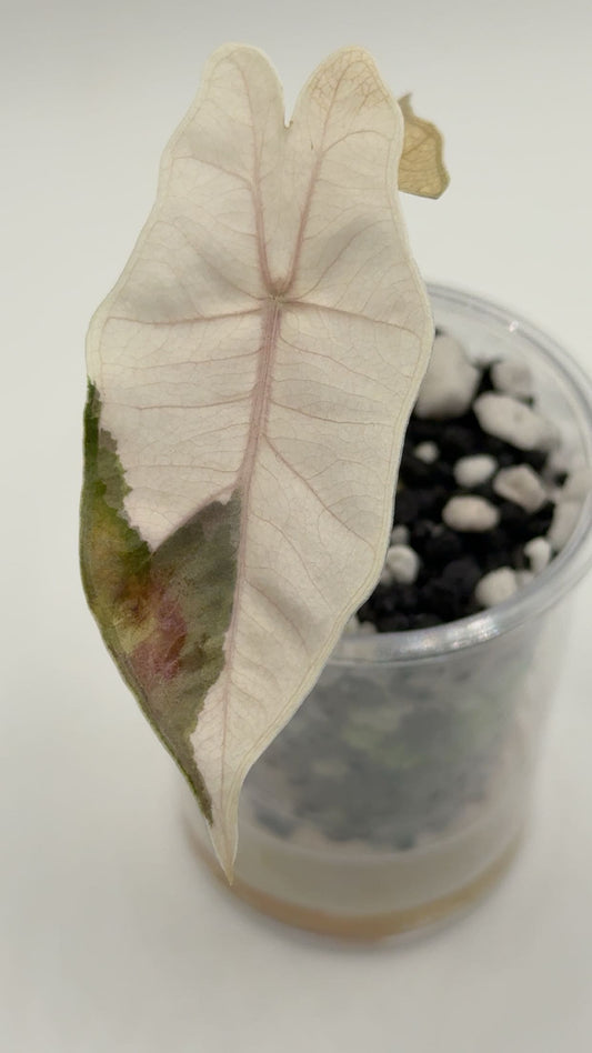 Alocasia Pseudosanderiana Pink Variegated COSMETIC DAMAGE DISCOUNT
