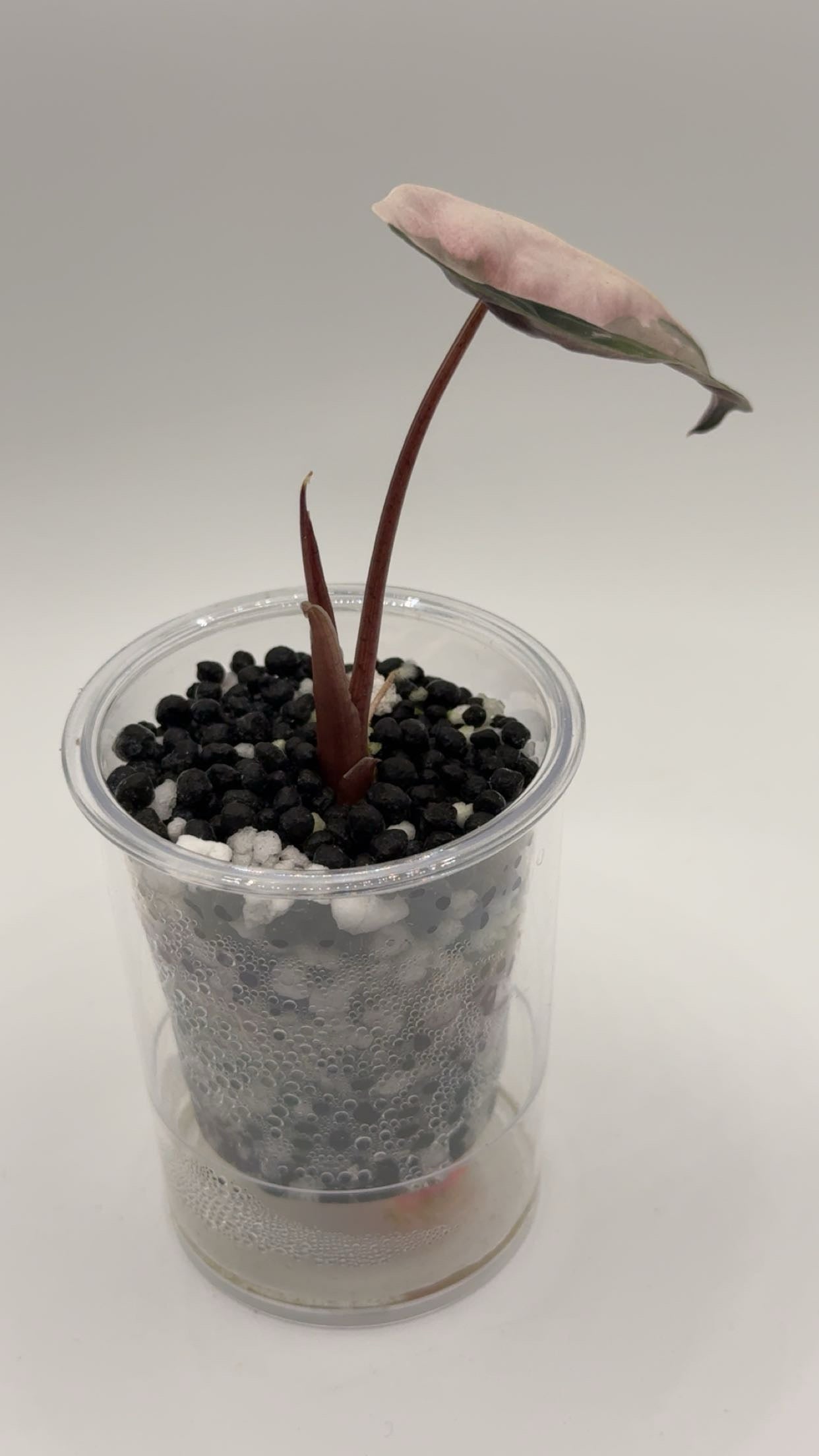 Alocasia Chantrieri Pink Variegated