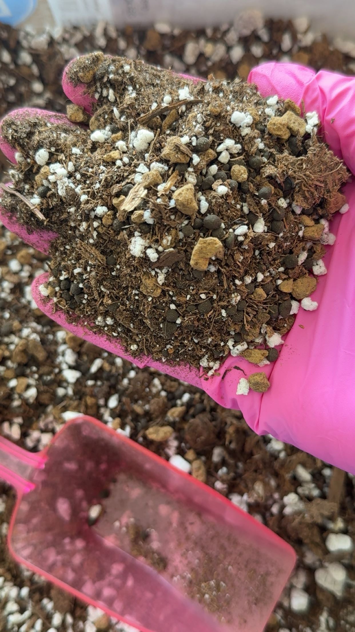 Pink Begonia Mix 1 Lb Bag