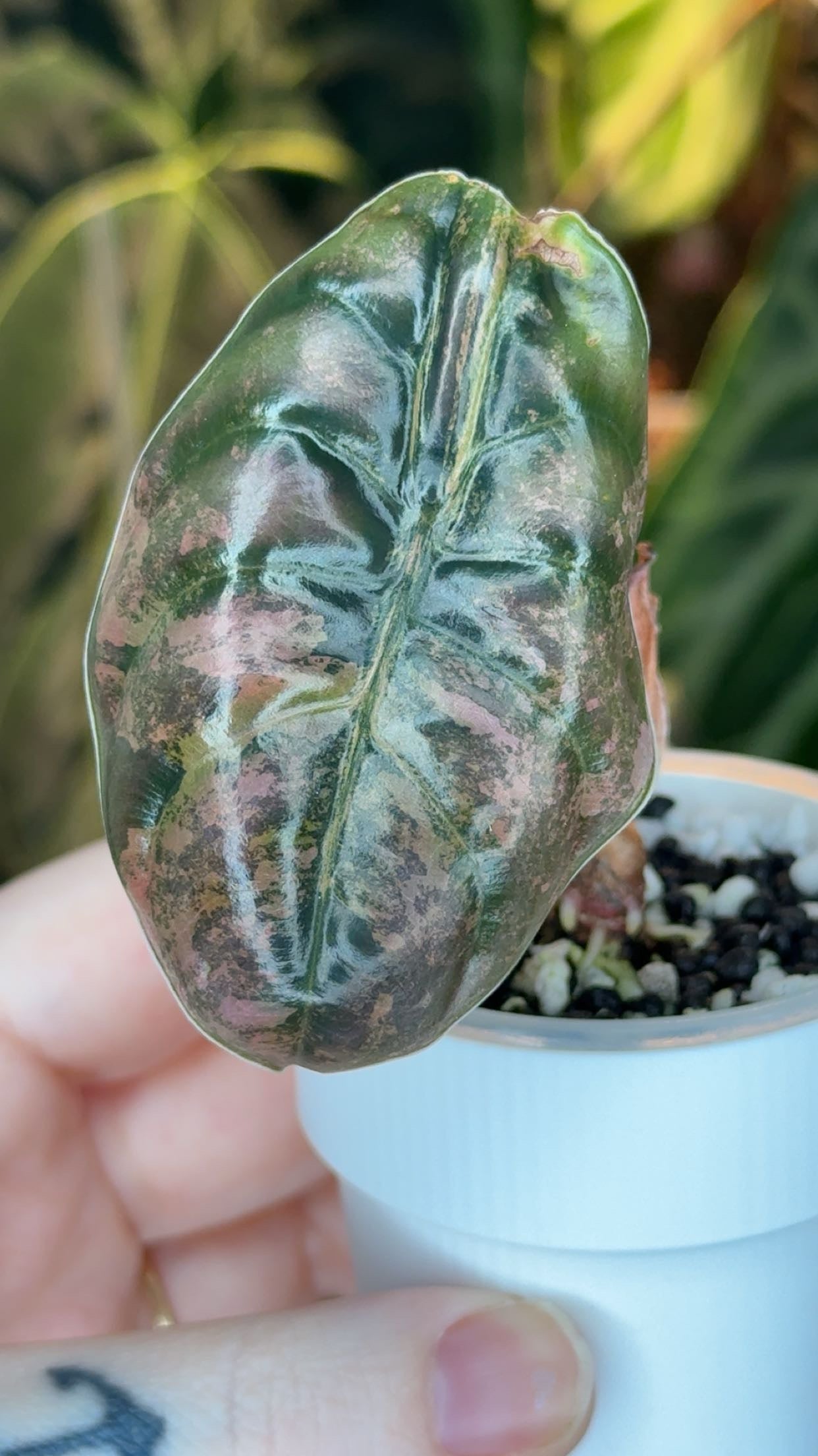 Corm Grown Cuprea Latte Pup