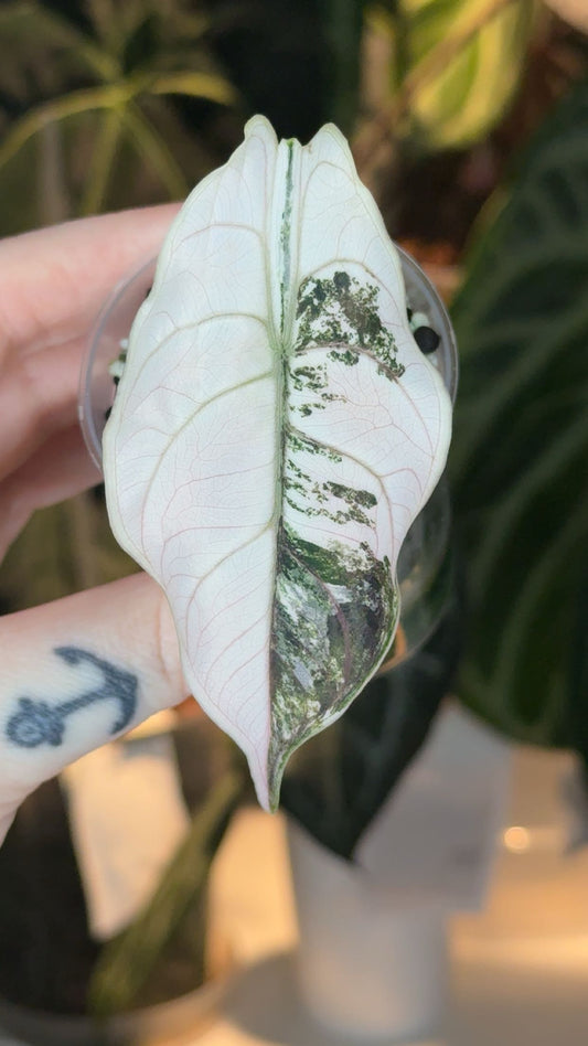 Corm Grown Azlanii Albo/Pink Pup