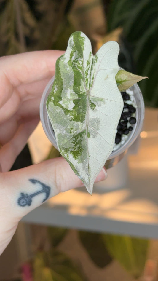 Corm Grown Pseudosanderiana Pink Variegated Pup