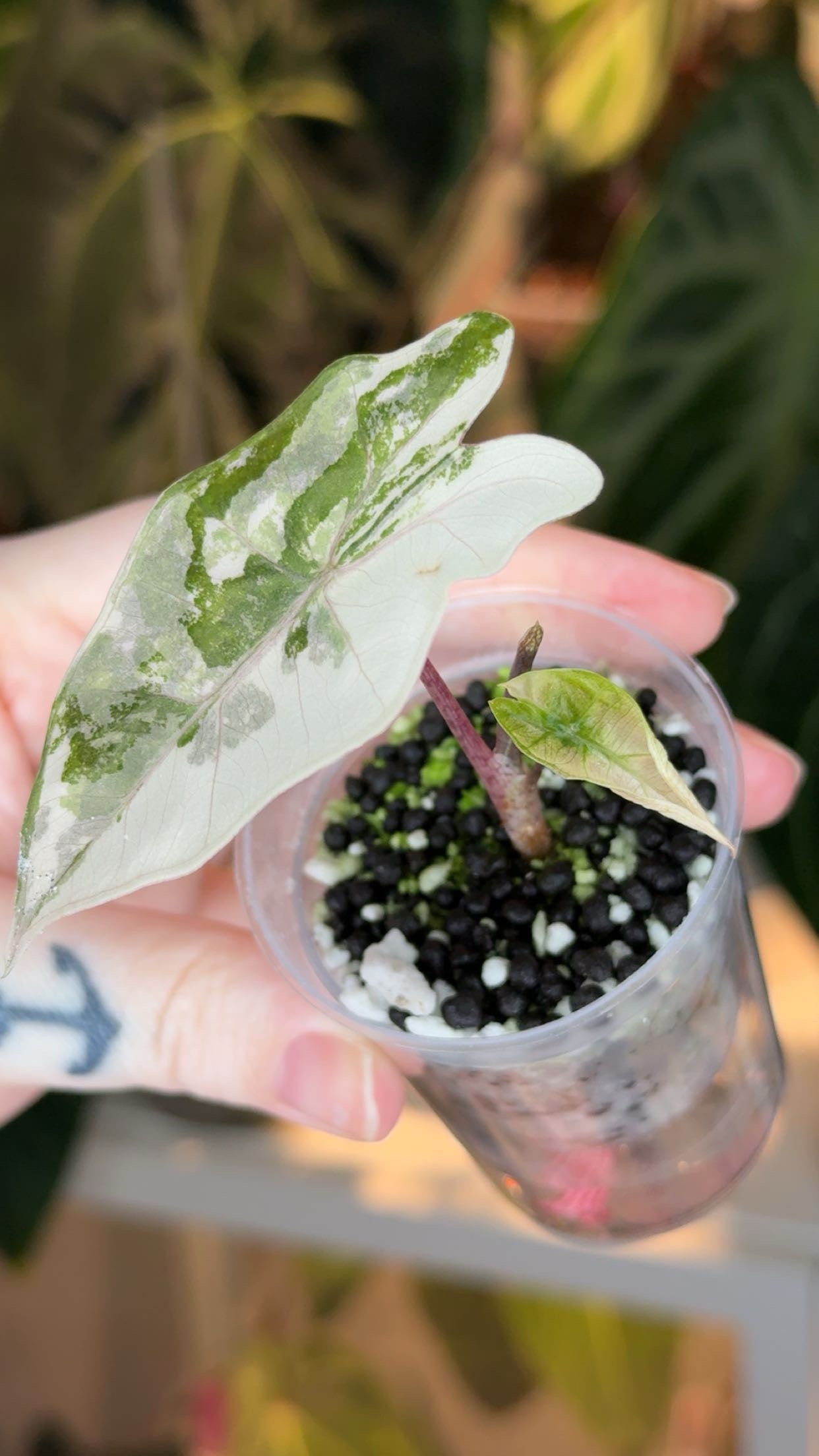 Corm Grown Pseudosanderiana Pink Variegated Pup