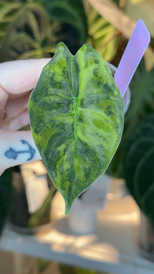 Corm Grown Golden Bone Aurea Pup