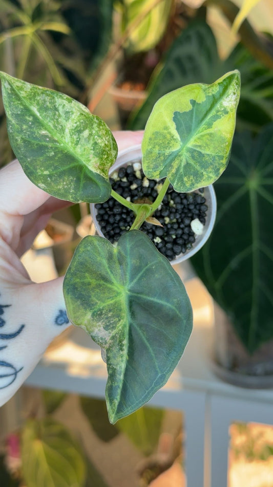 Corm Grown Regal Shields Aurea Pup