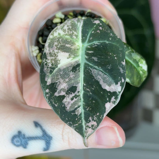 Corm Grown Pink Black Velvet Pup