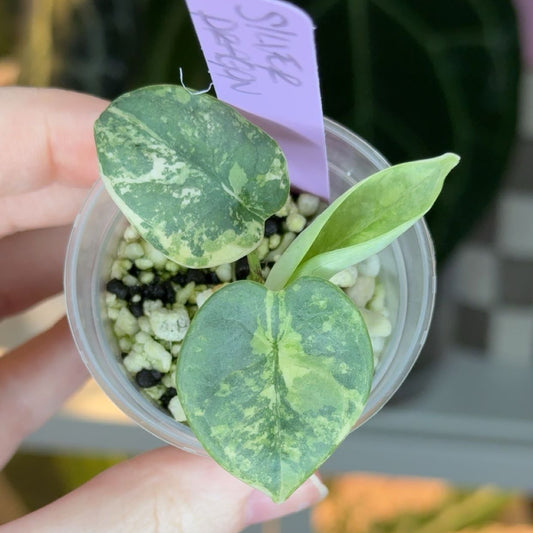 Corm Grown Silver Dragon Aurea Pup