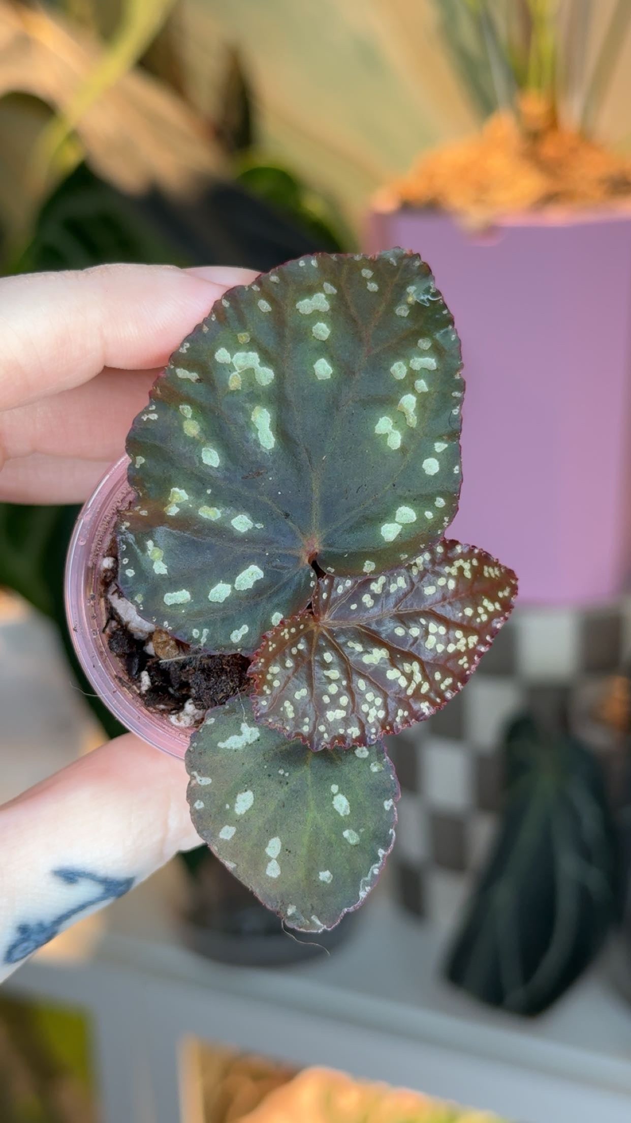 Begonia Sp. Blue Tuberous Seedling Grower's Choice