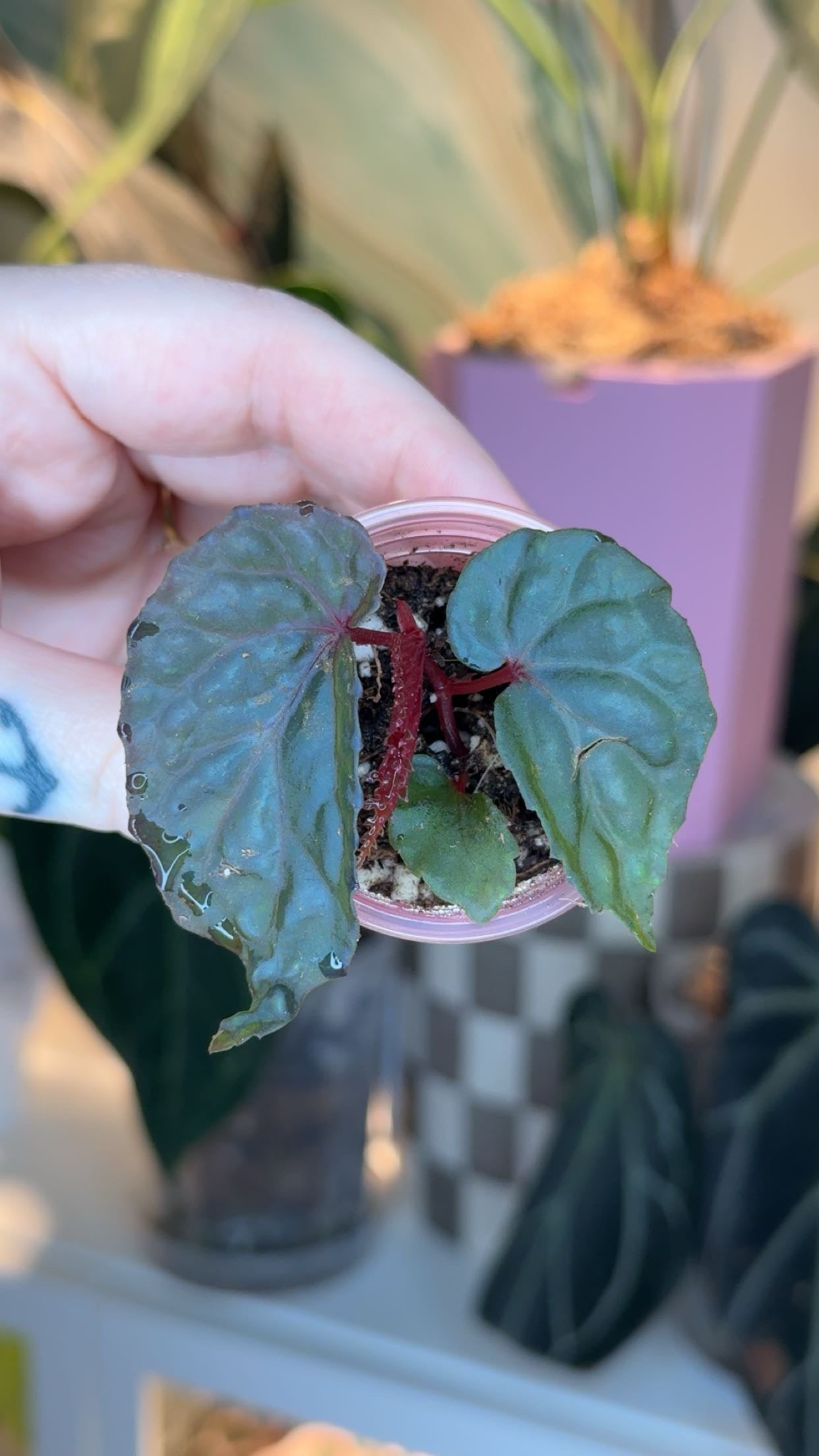 Begonia Daunhitam Seedling Grower's Choice