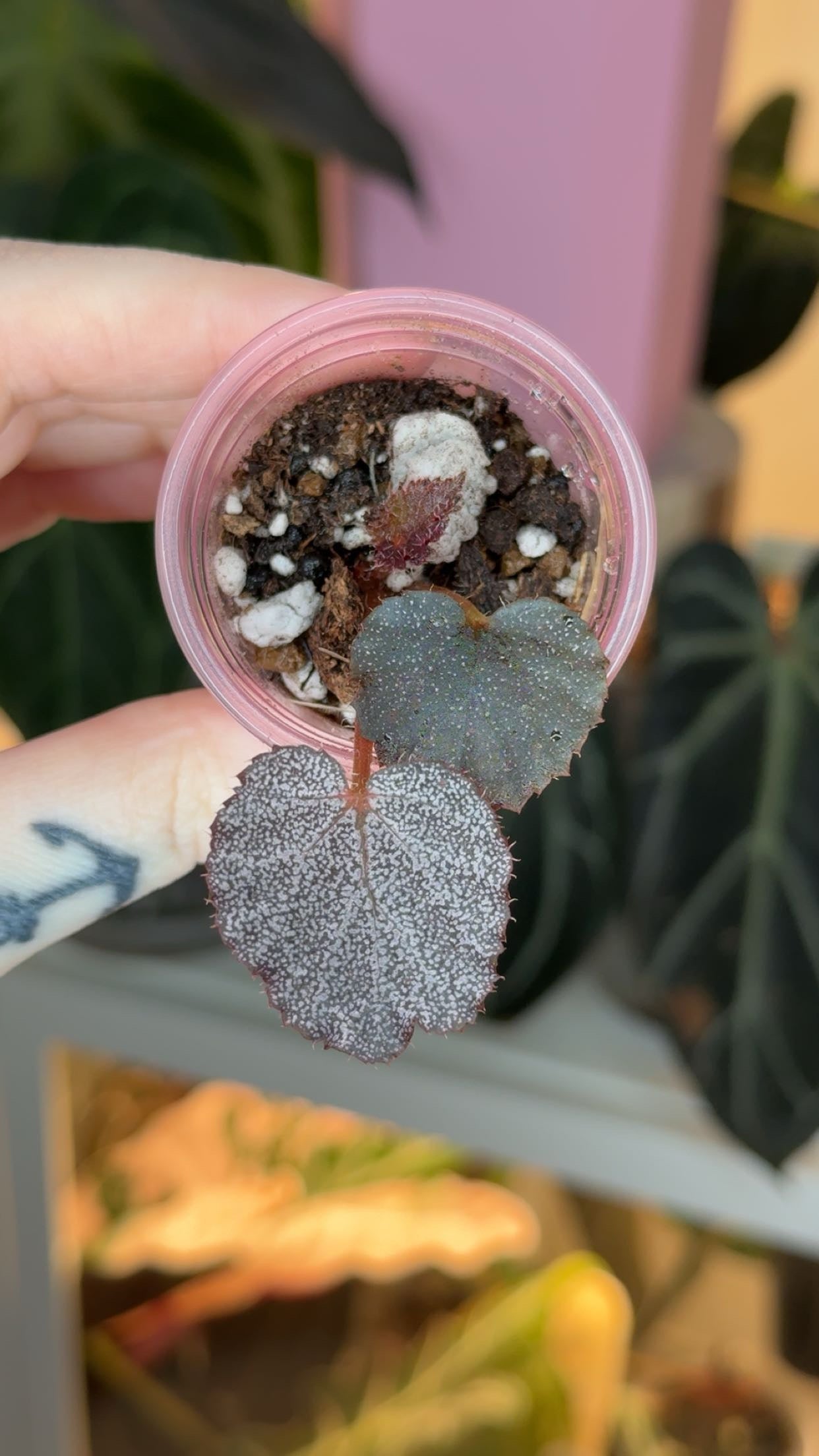 Begonia U485 Seedling Grower's Choice