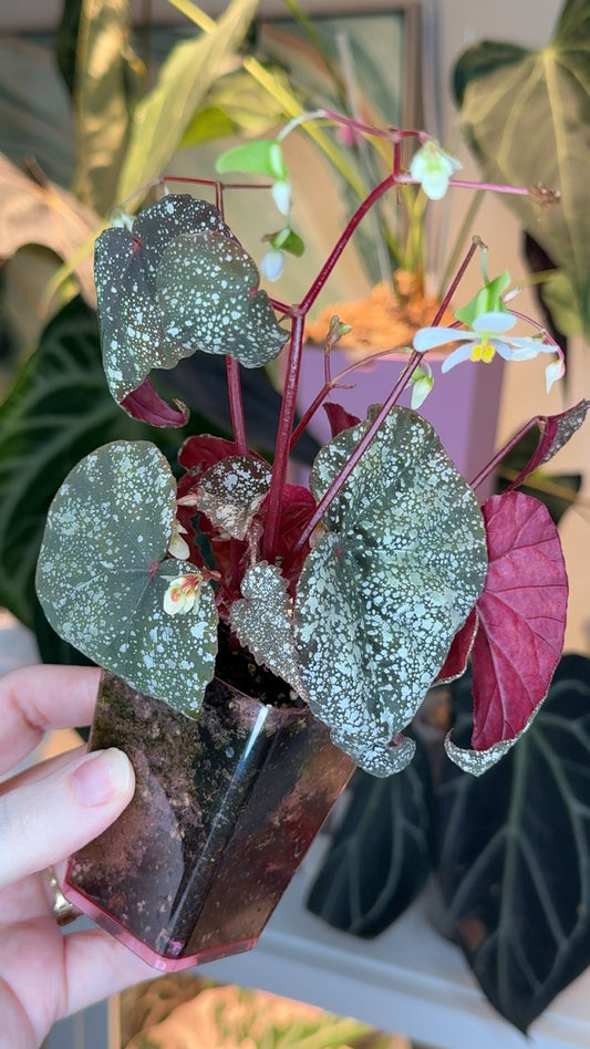 Begonia Moona XL Exact Plant