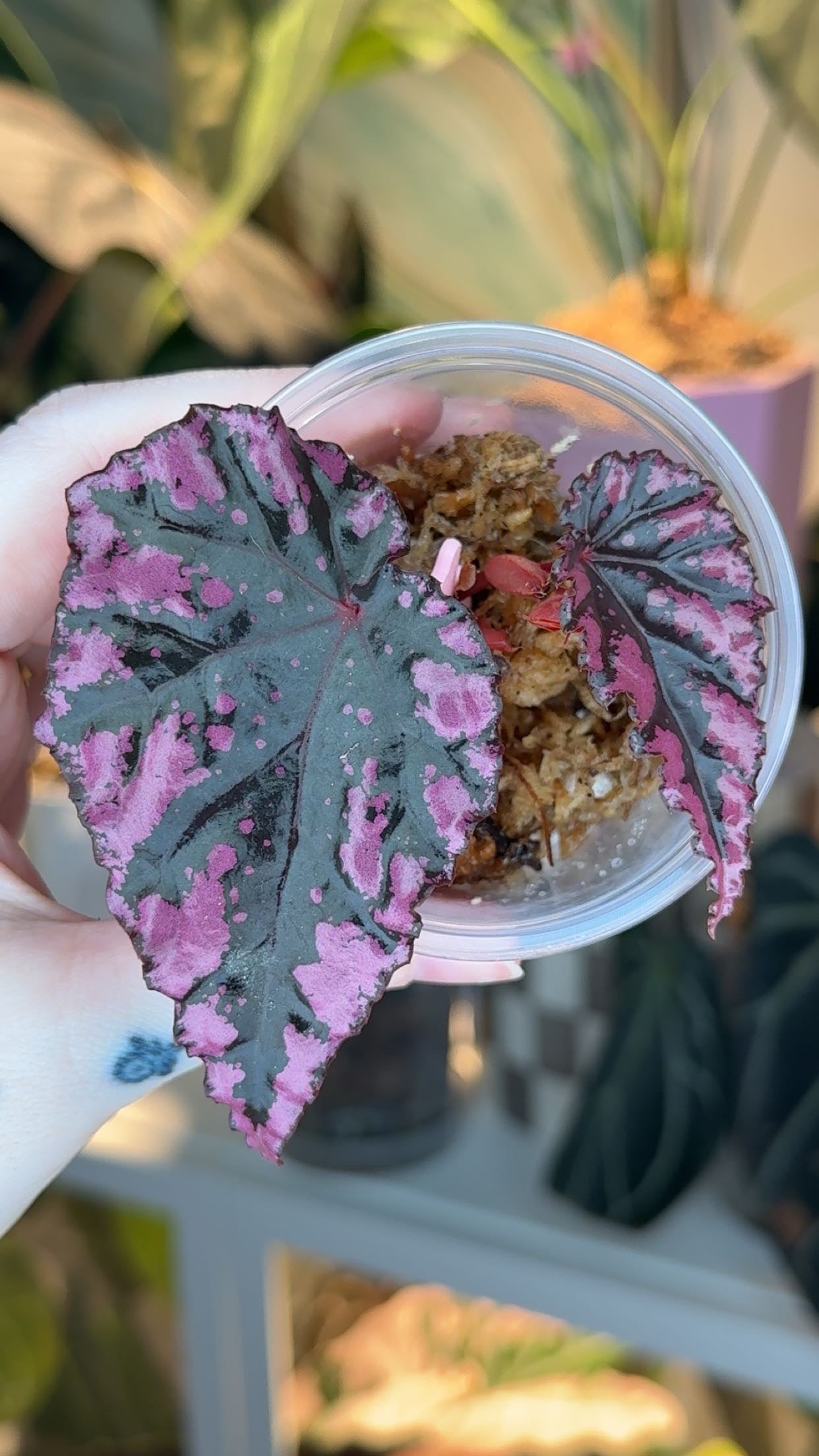 Begonia Ignita x Amphixious Starter Plant Grower's Choice