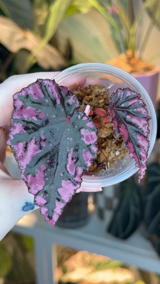 Begonia Ignita x Amphixious Starter Plant Grower's Choice