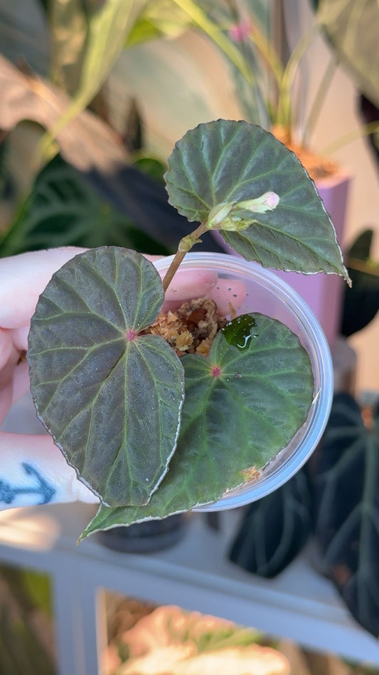 Begonia (Dracopelta x Sarawak) X Nothobaramensis Exact Plant
