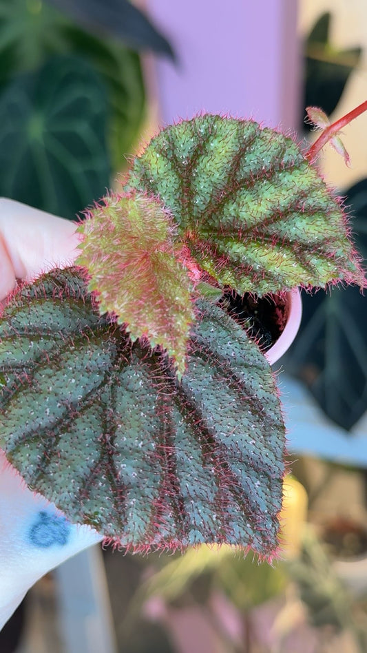 Begonia Lahad Datu Pink Exact Plant