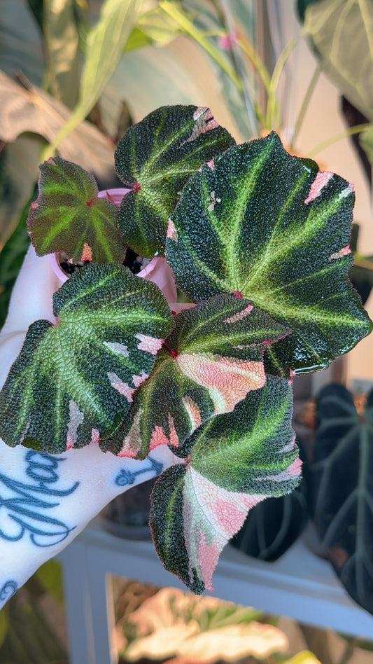Begonia Soli Mutata Pink Variegated Grower's Choice