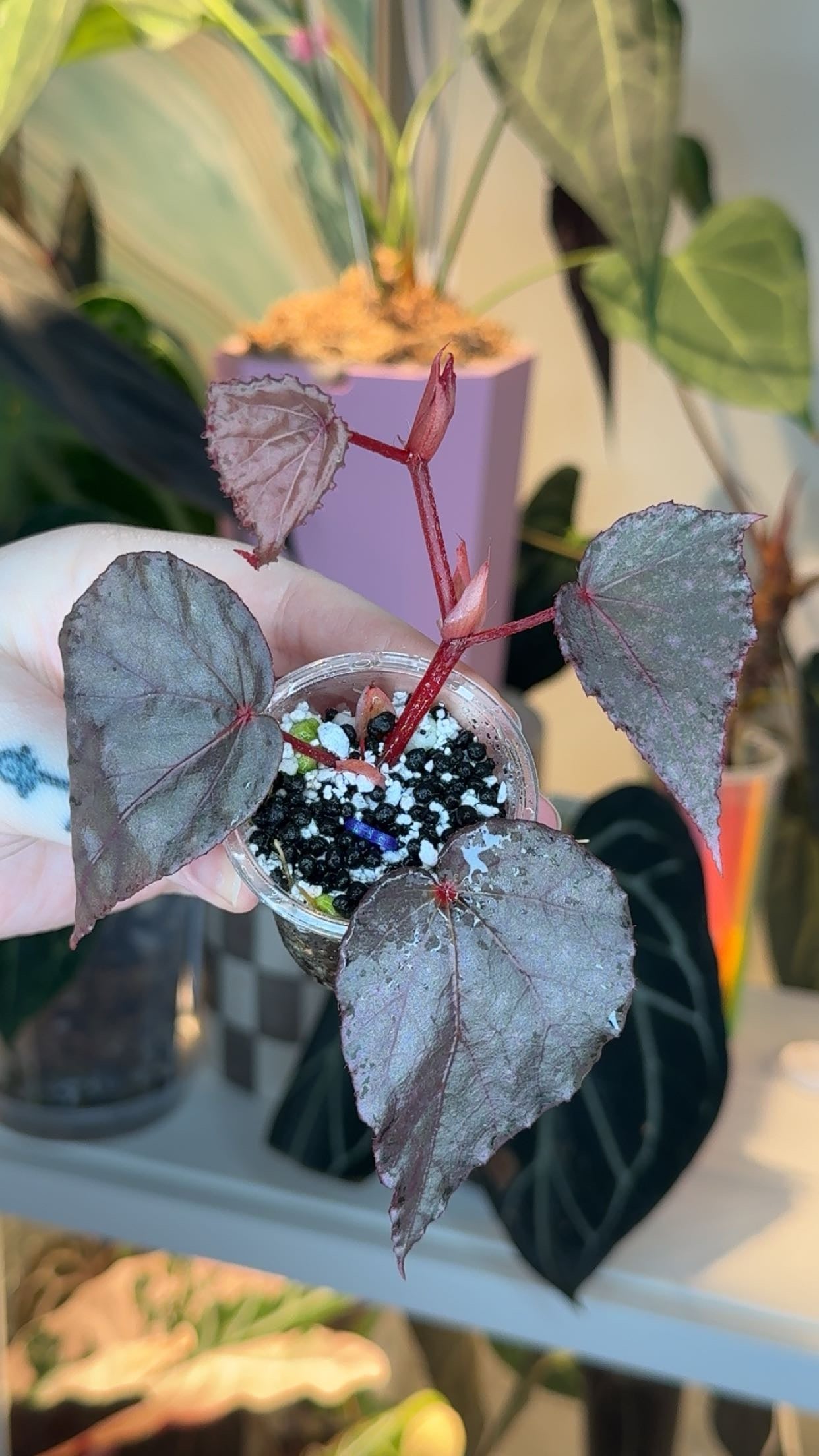 Begonia Rubitae X Amphixious Exact Plant