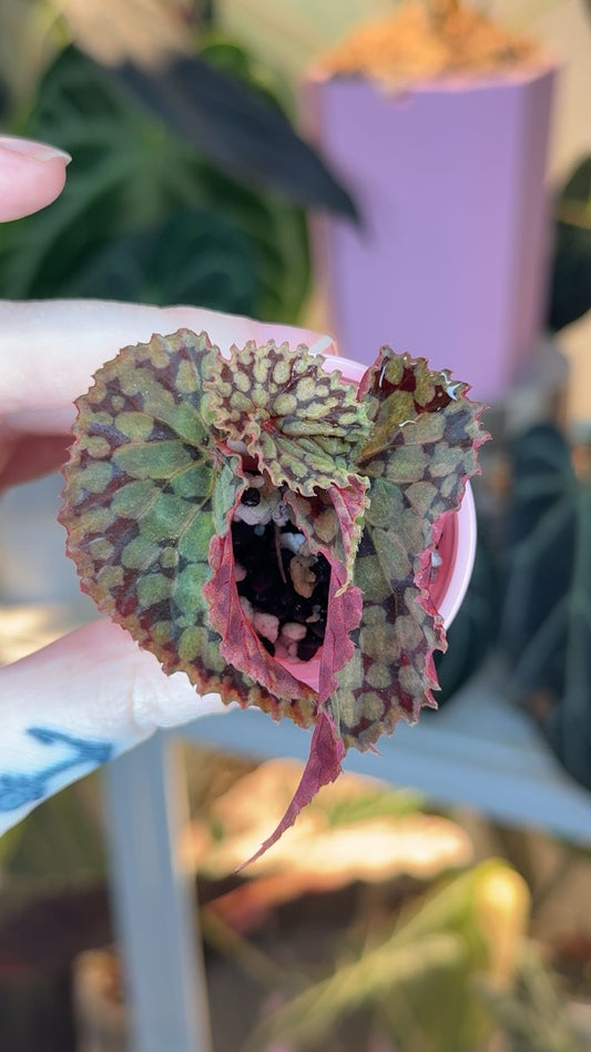 Begonia Chlorosticta Variegated 'Gold Dust' Exact Plant
