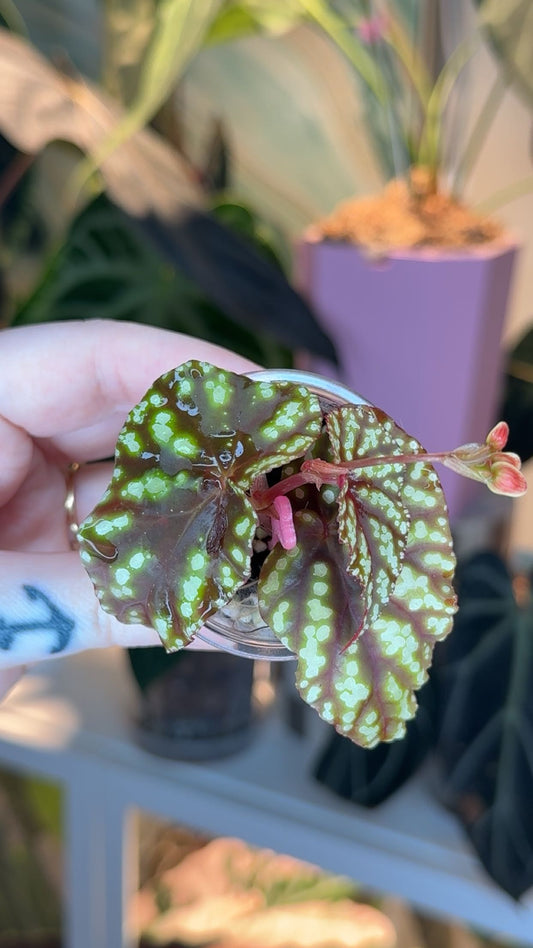Begonia NOID (iridescent) Exact Plant