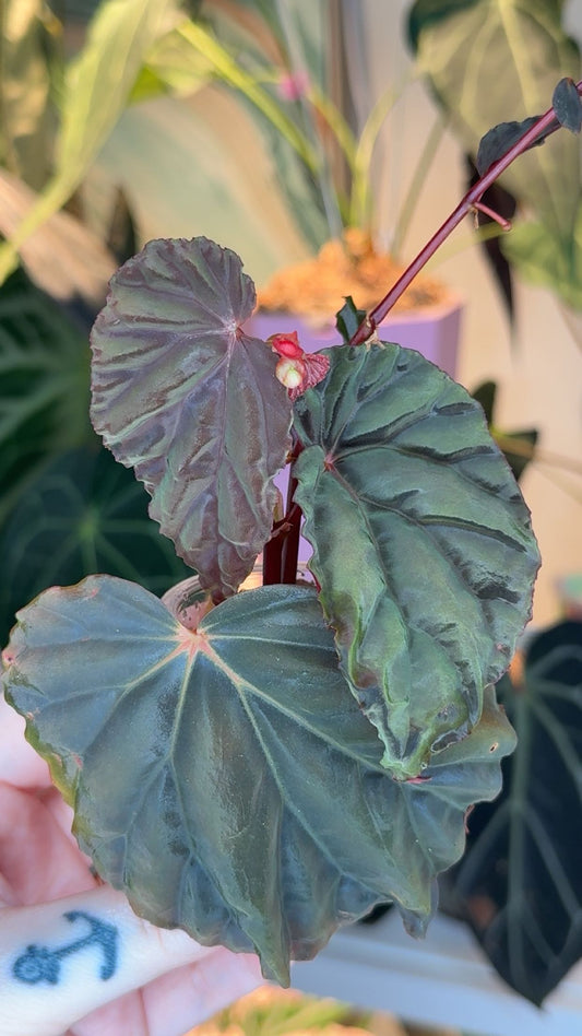 Begonia Atricha Bronze/Iridescent Form Exact Plant