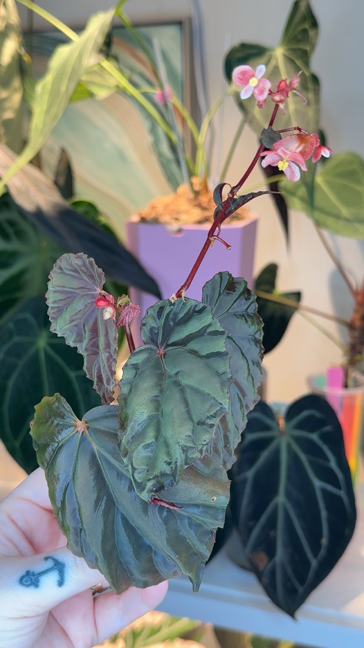 Begonia Atricha Bronze/Iridescent Form Exact Plant