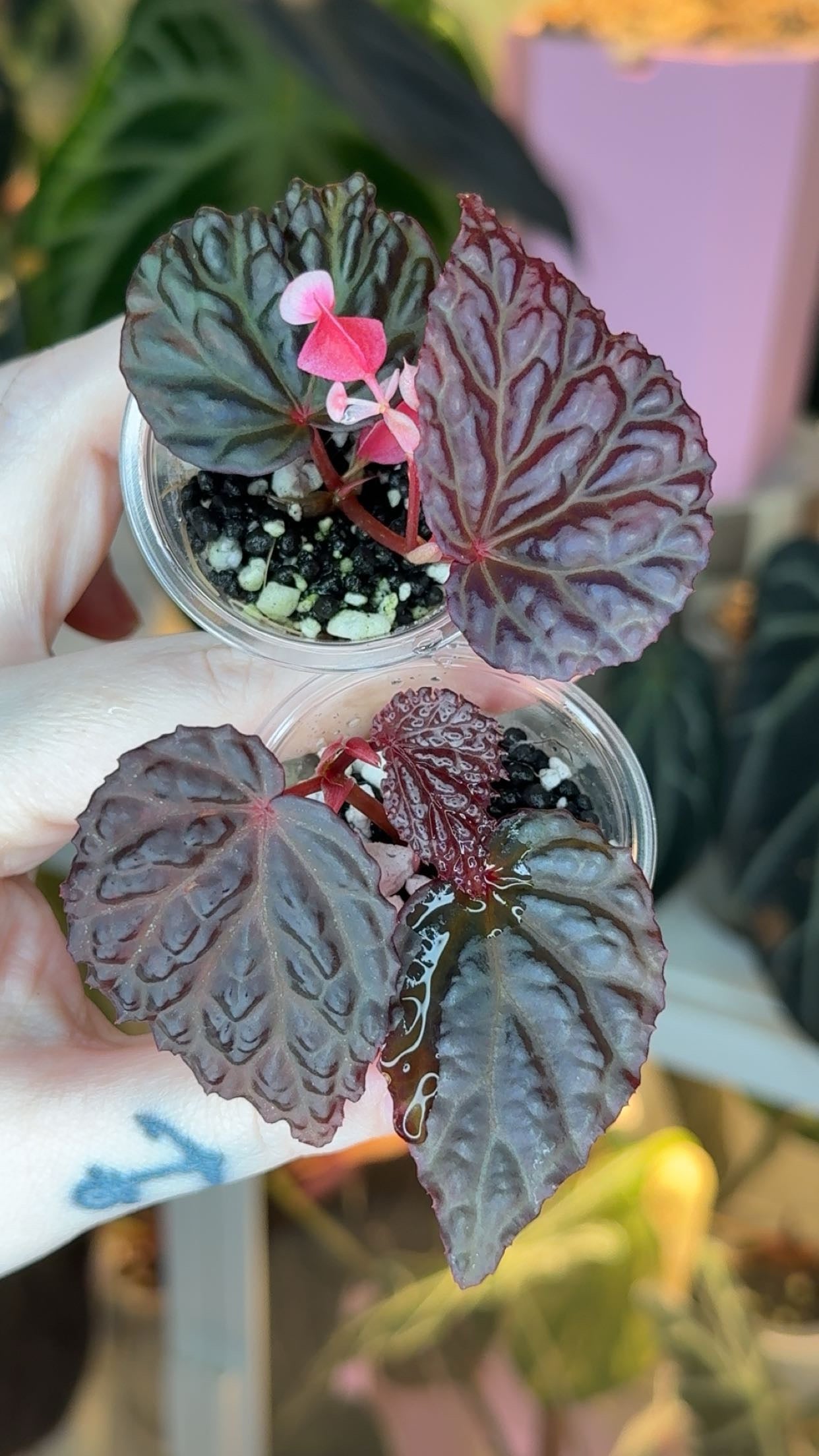 Restock – Pink Begonia Club