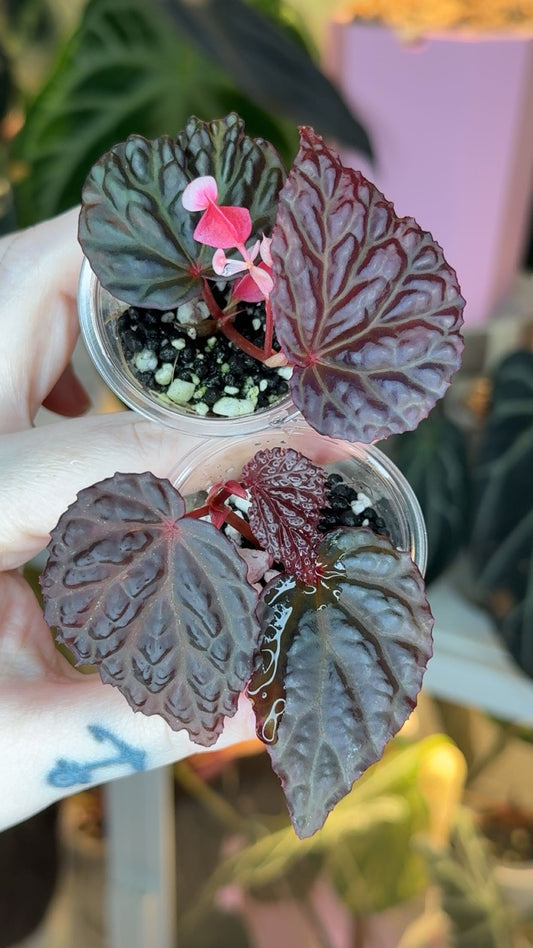 Begonia Dracopelta x Metallicolor Starter Plant Grower's Choice