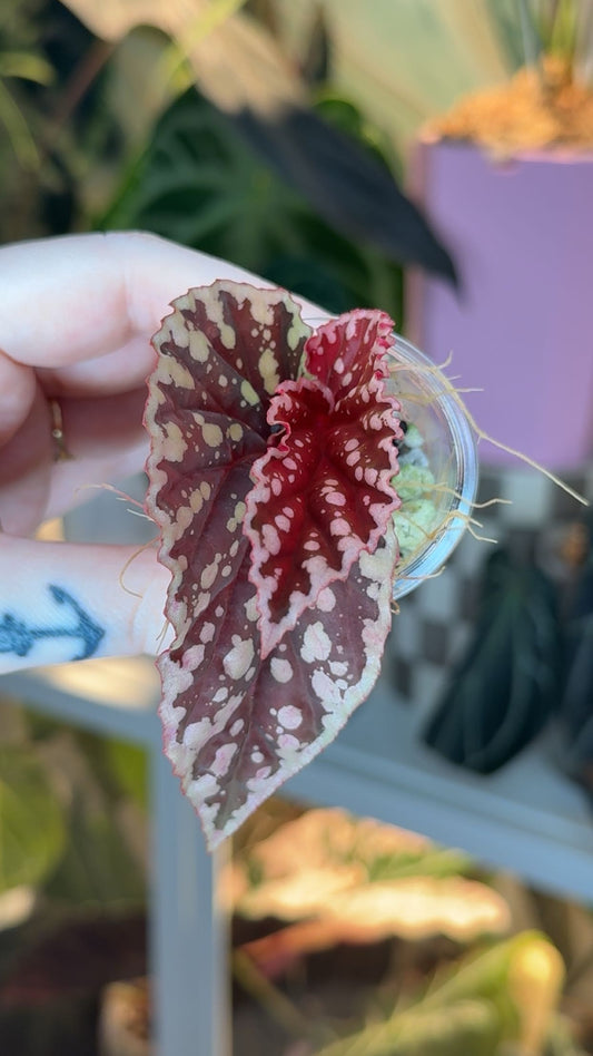 Begonia Darthvaderiana X Malachosticta Exact Plant