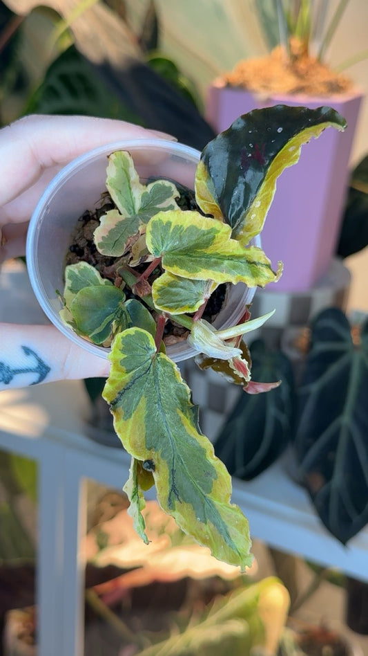 Begonia Dainty Spray Sport Exact Plant