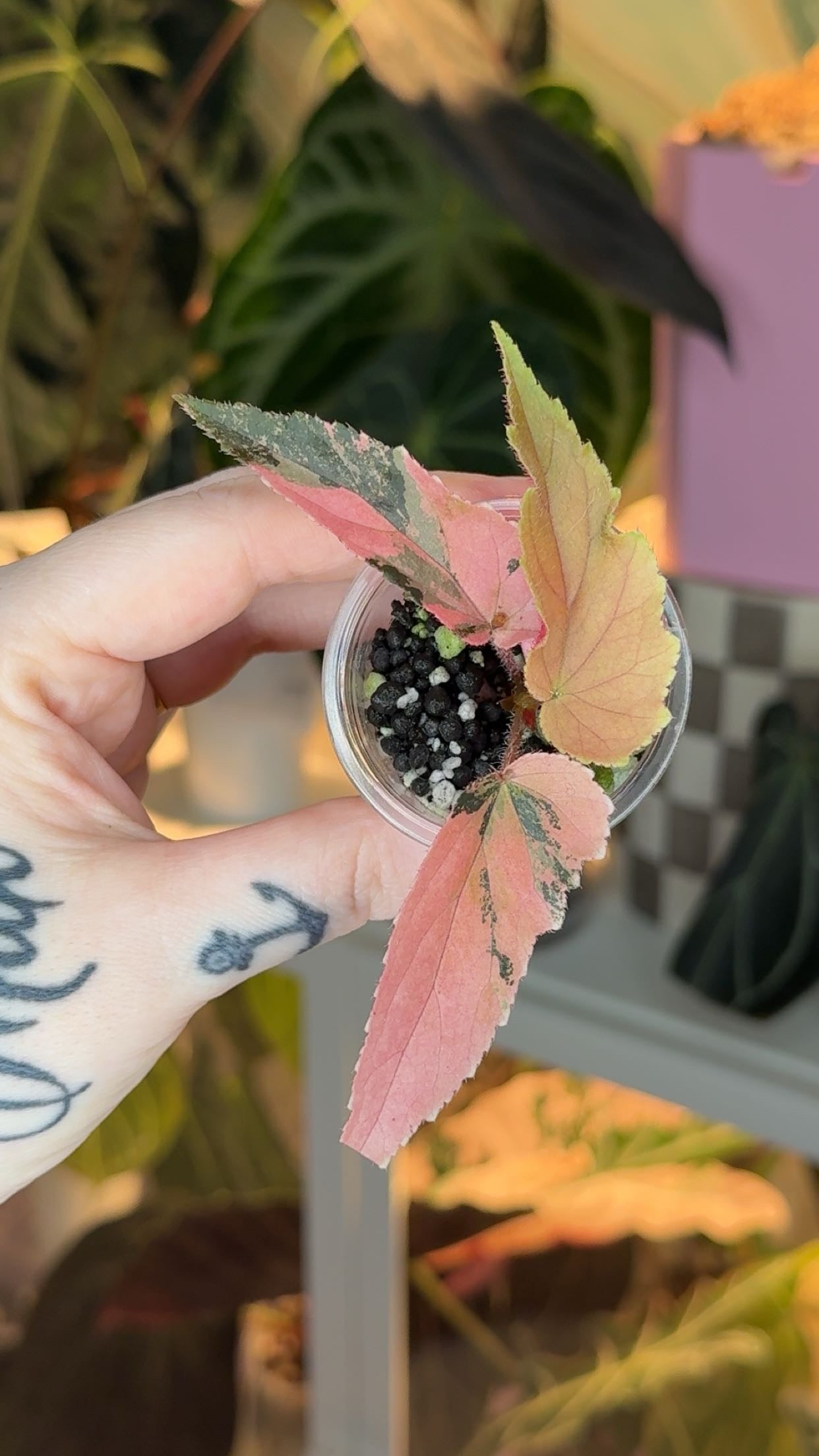 Begonia Ginny Galaxy Pink Variegated Exact Plant