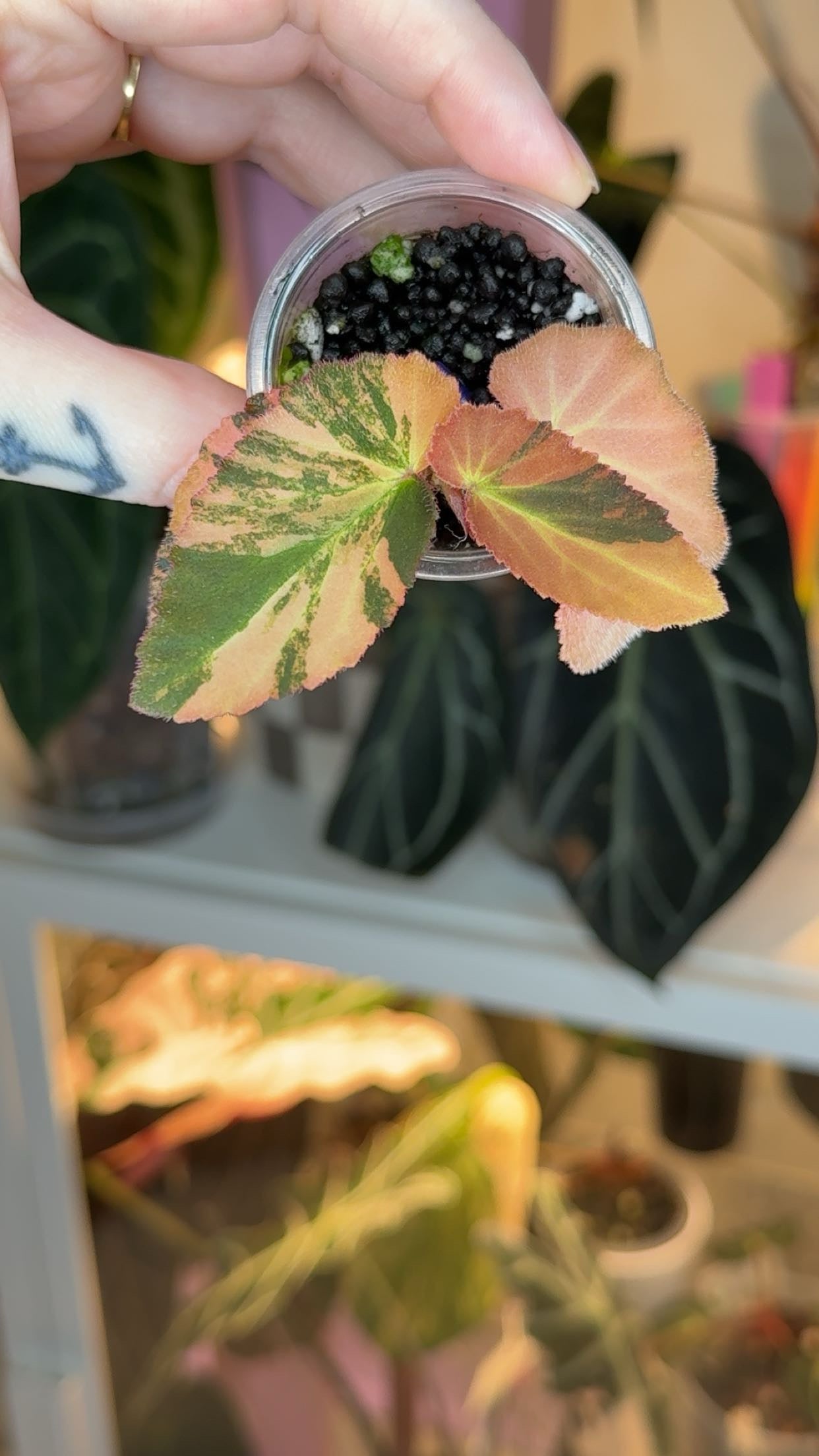 Begonia Withlacoochee Variegated Exact Plant