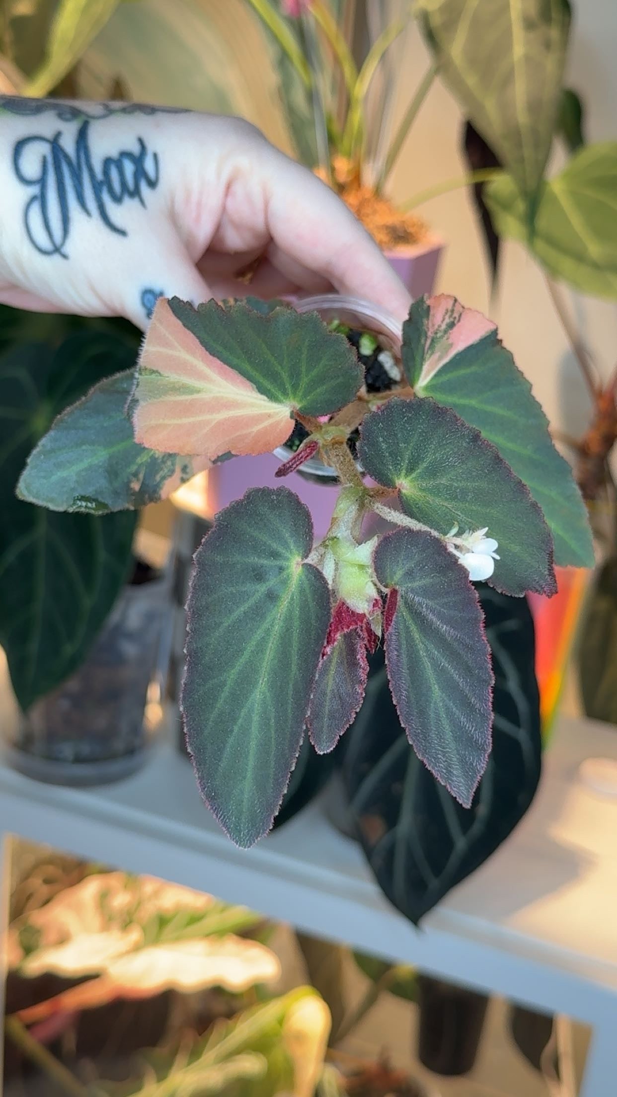 Begonia Withlacoochee Variegated Exact Plant