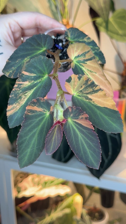 Begonia Withlacoochee Variegated Exact Plant
