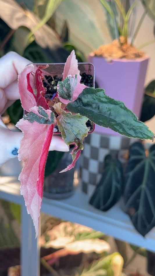 Begonia Ginny Galaxy Pink Variegated Exact Plant