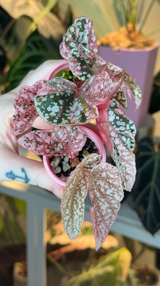 Begonia Snowcapped Pink Vareigated Starter Plant Grower's Choice